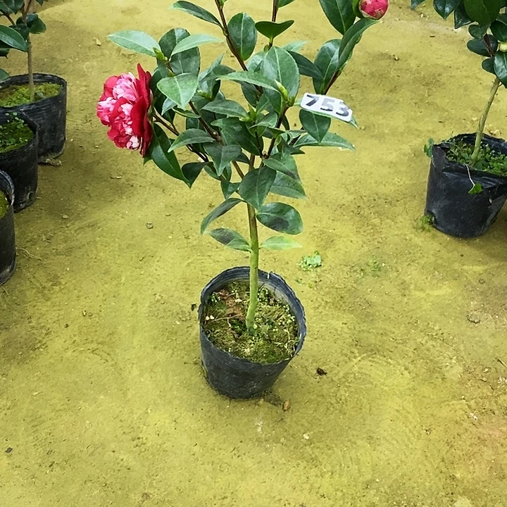 红喜糖。      茶花。  753