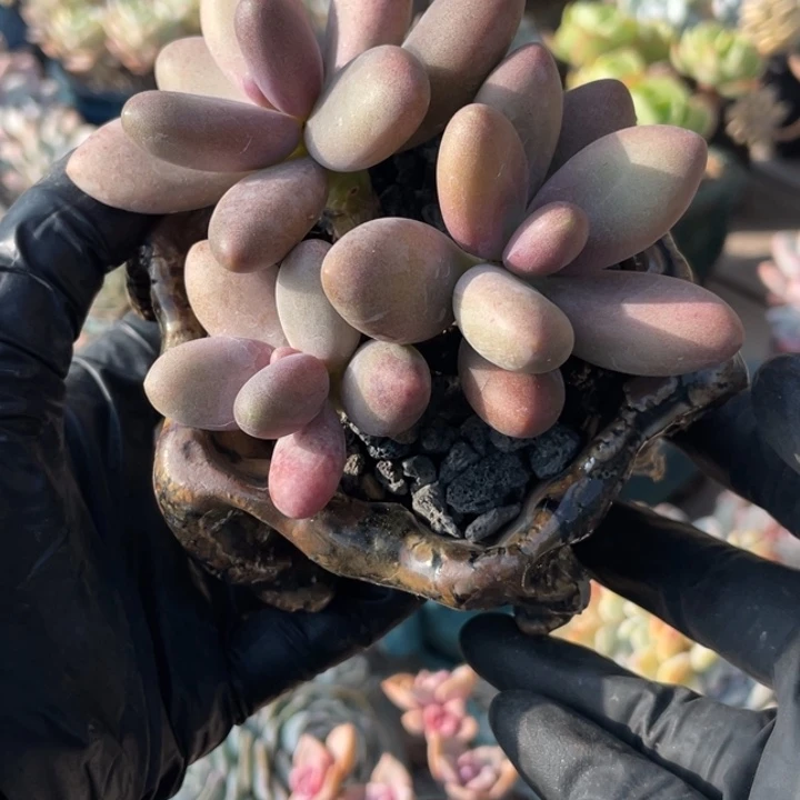 糖果美人多肉植物