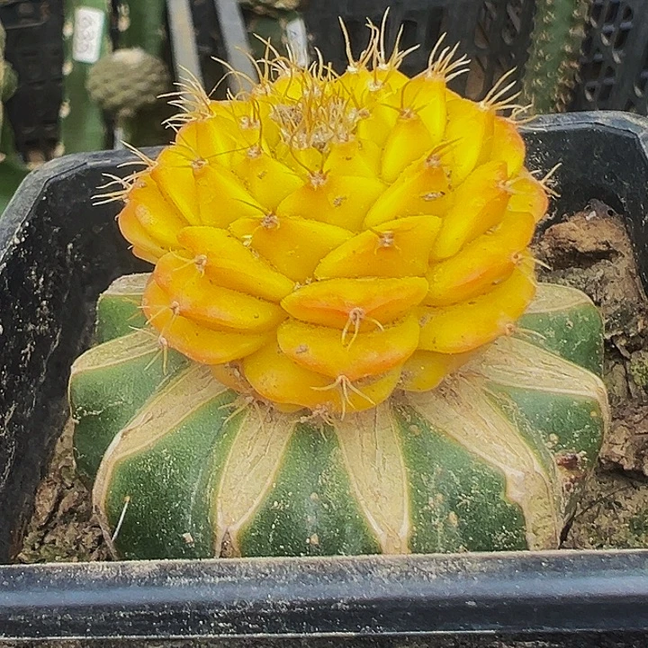 无花朵螺旋红锦蒂冠933