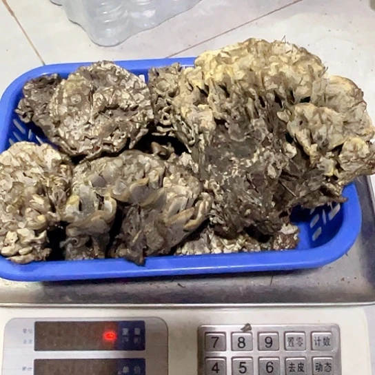 干巴菌超好吃中国大陆