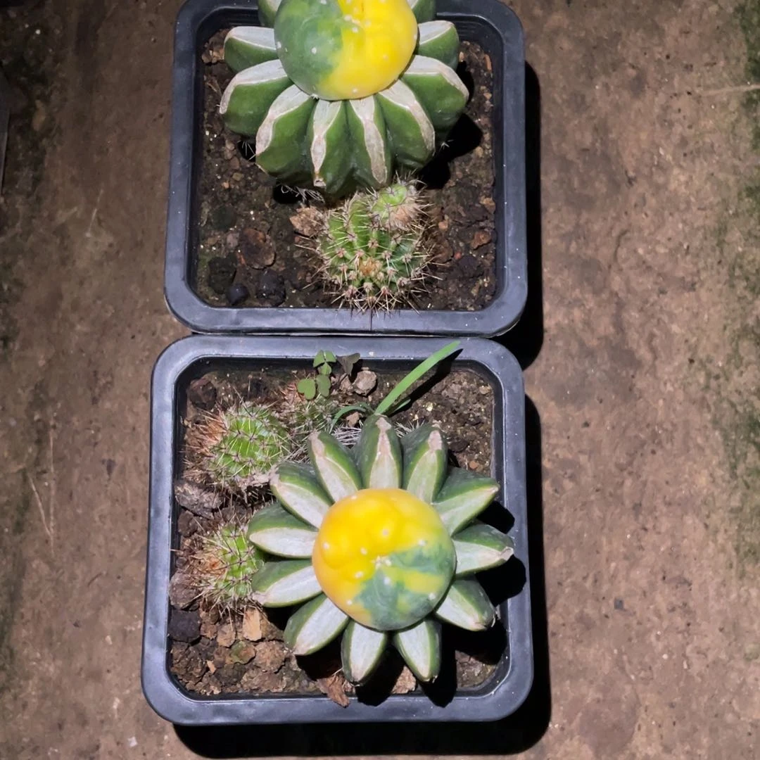 畅*懷阴阳犹银锦 一对 仙人球