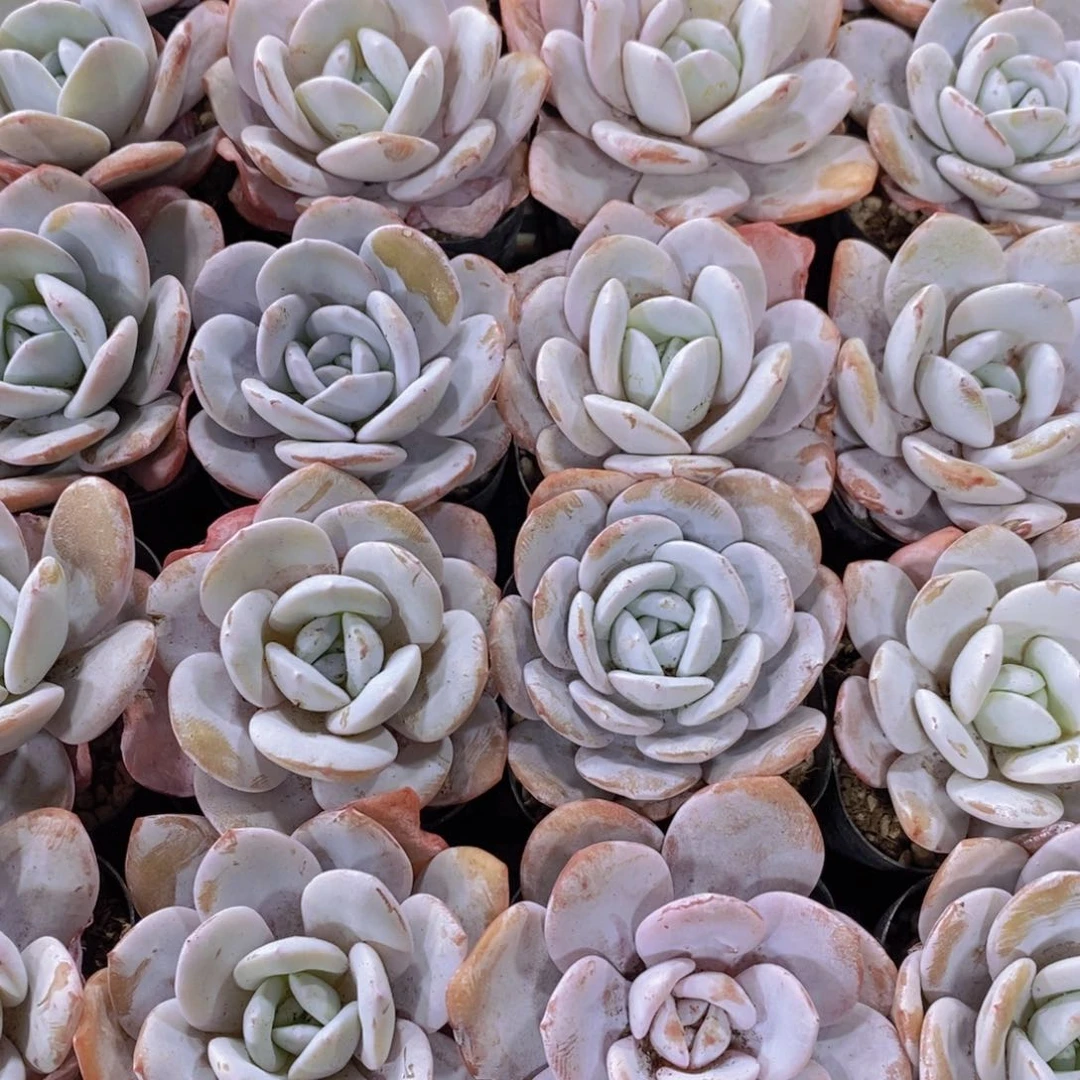 量拍57号 精品丸叶粉雪莲单头一个