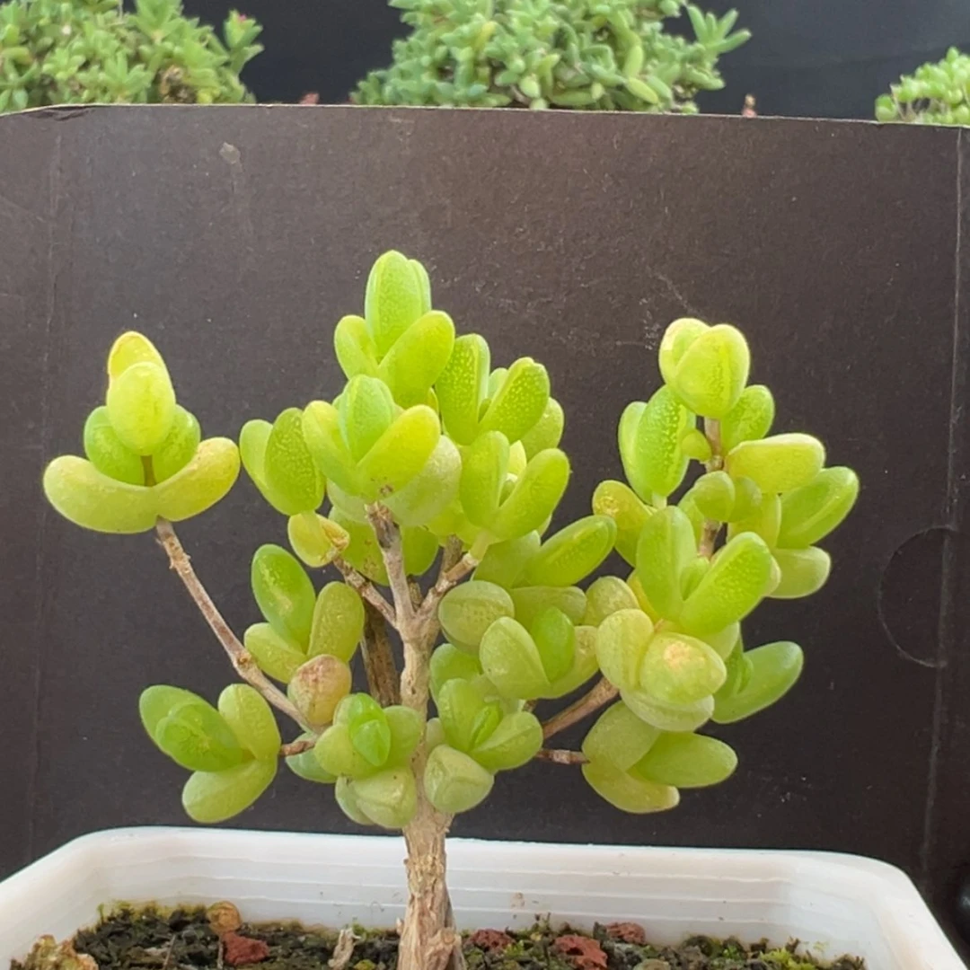 【闪购商品】精控小老桩dy2346元宝冠幅5cm
