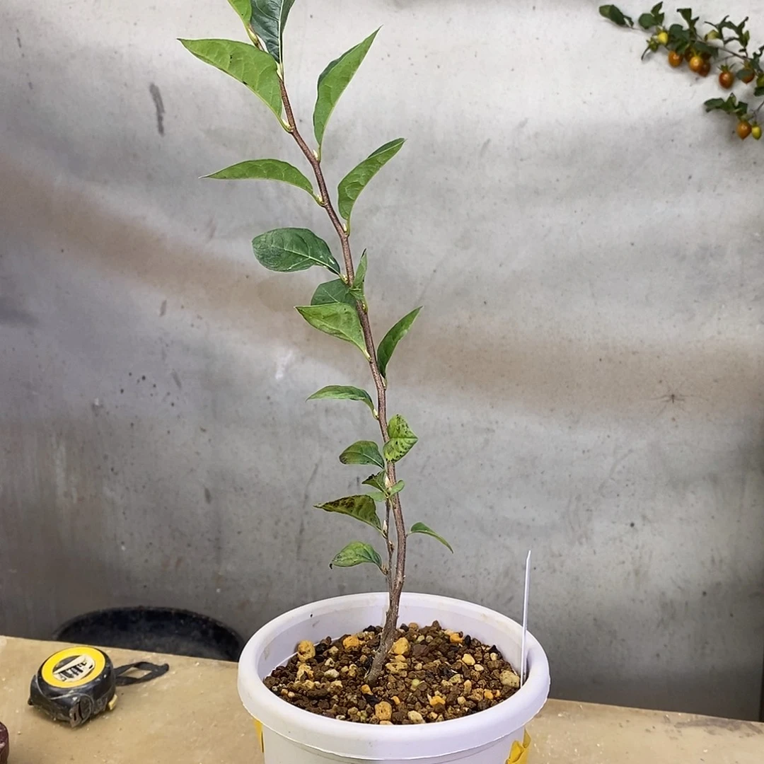 无花朵老鸦柿红天狗