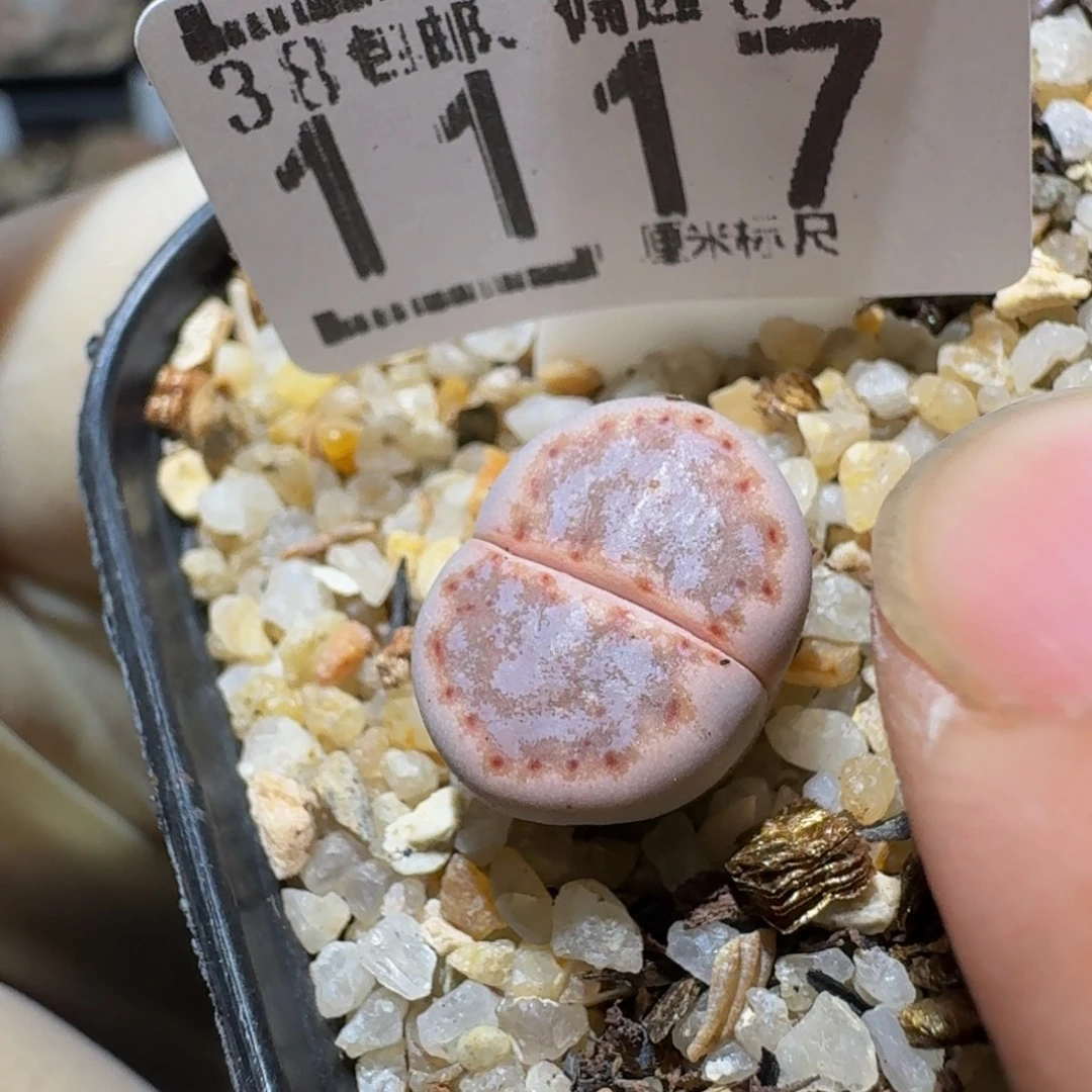 zzzz生石花肉锥1117