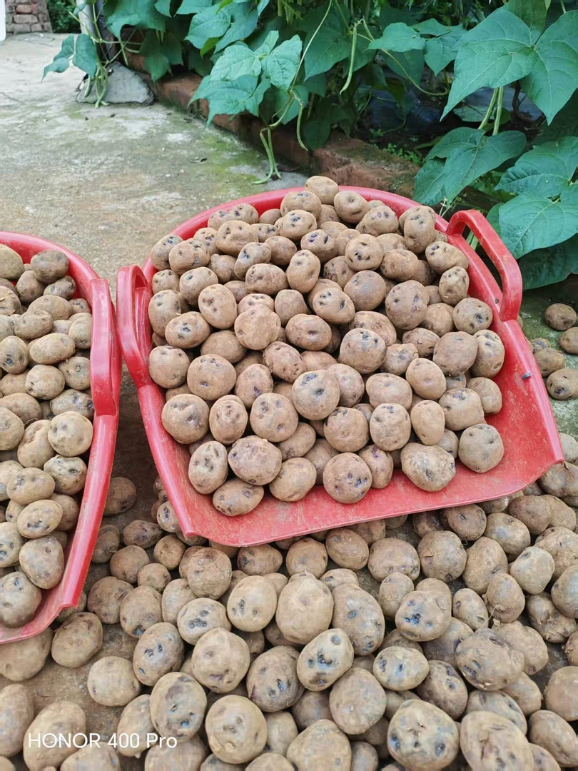 云南高山老品种乌洋芋紫洋芋花青素含量高