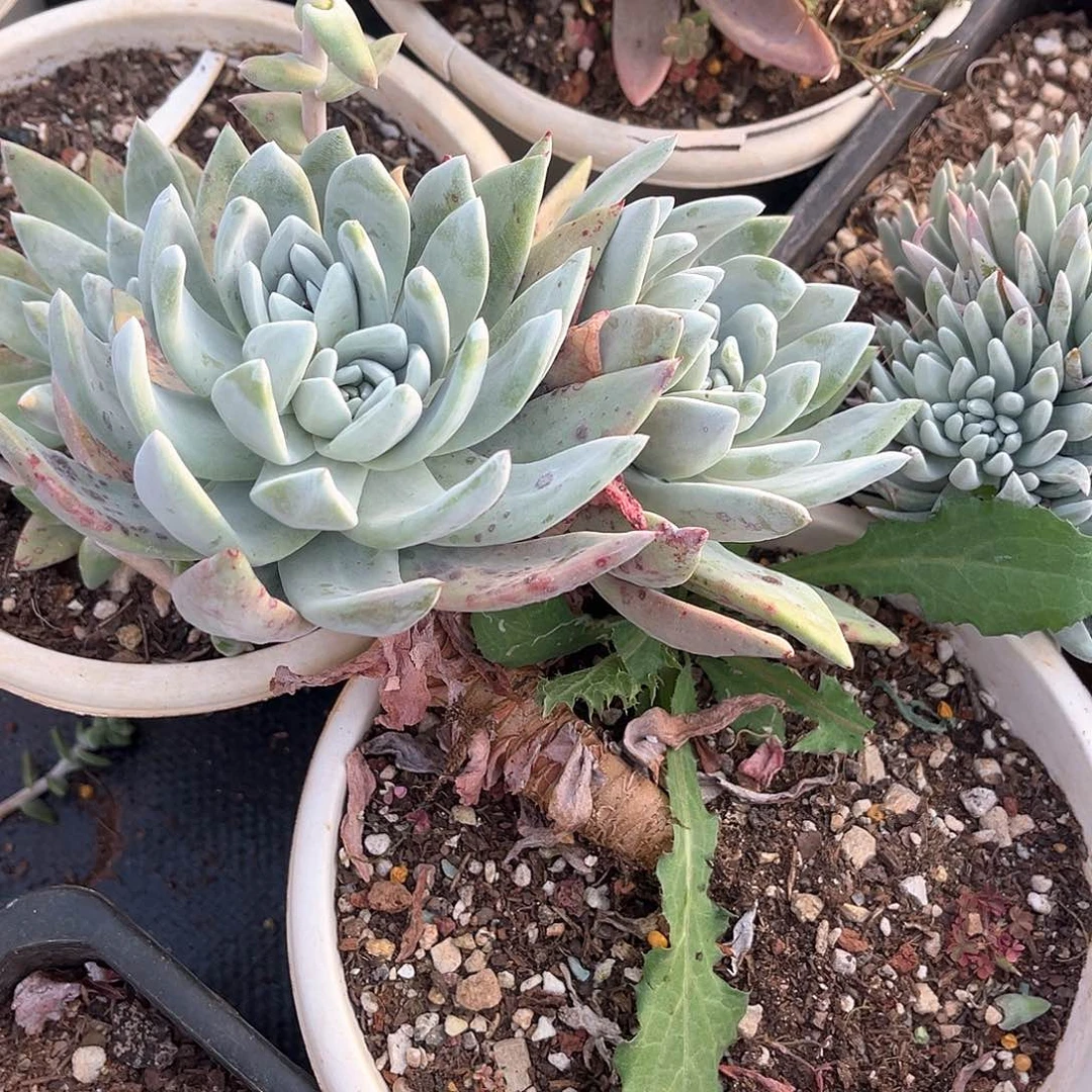 六*吖花朵苹果叶多头群生