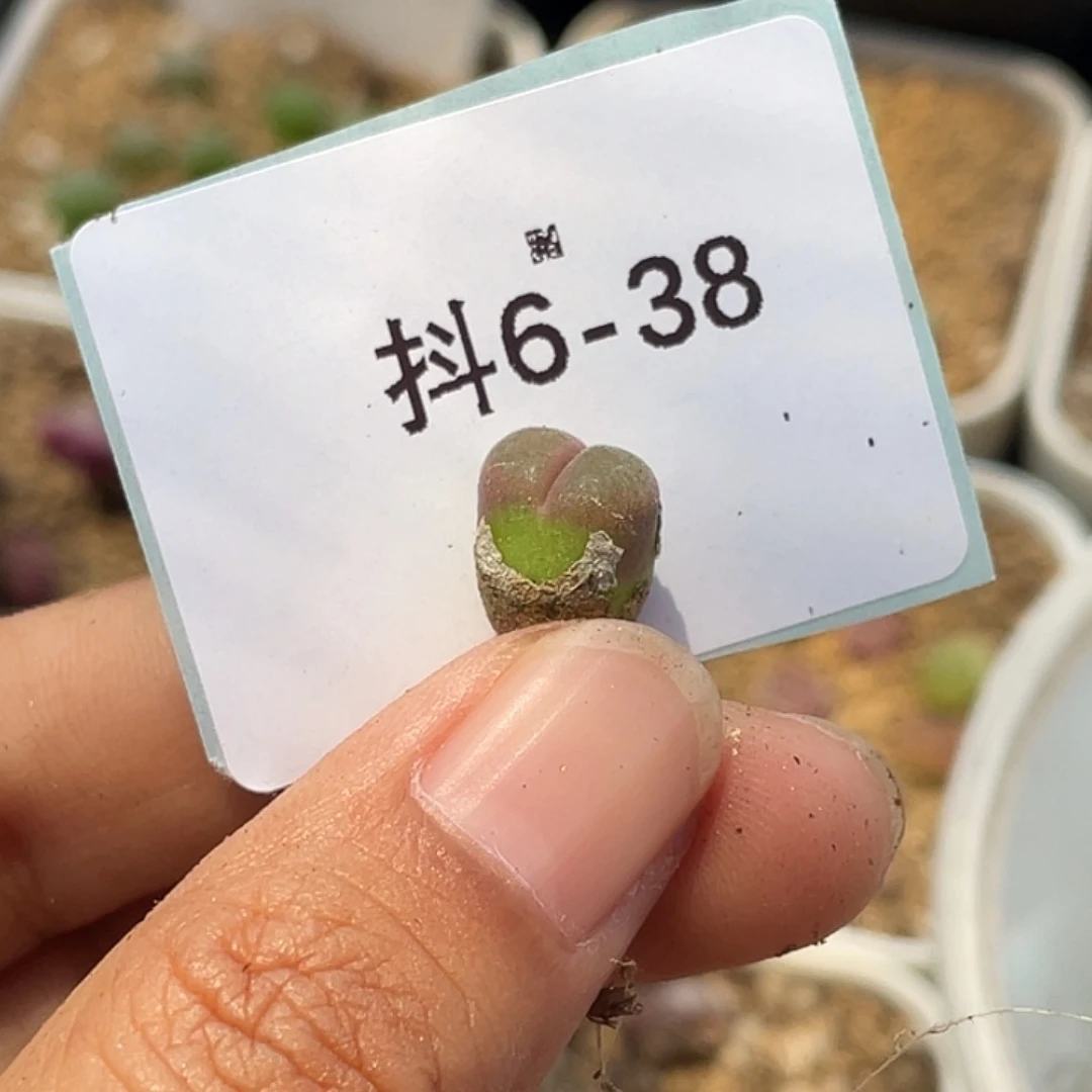 ****猩6-38肉锥多肉植物