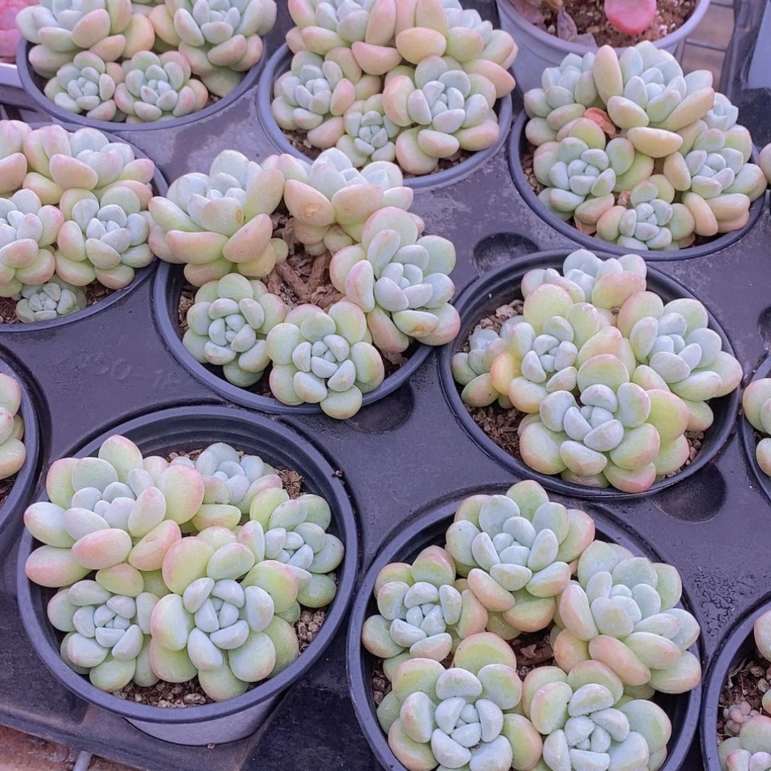 泡泡糖5头群福利一颗量拍