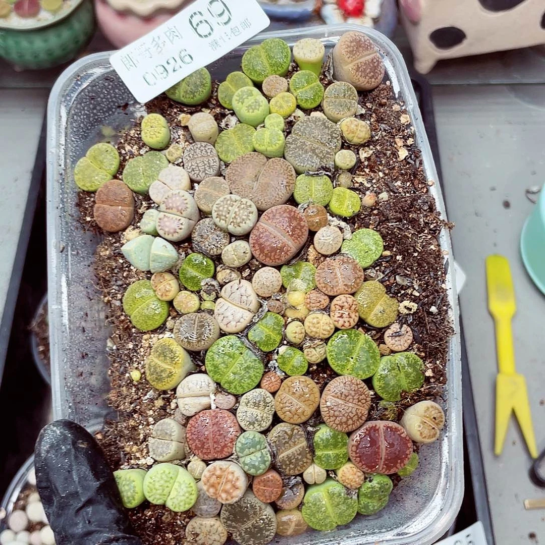 生石花满18包邮0926-69