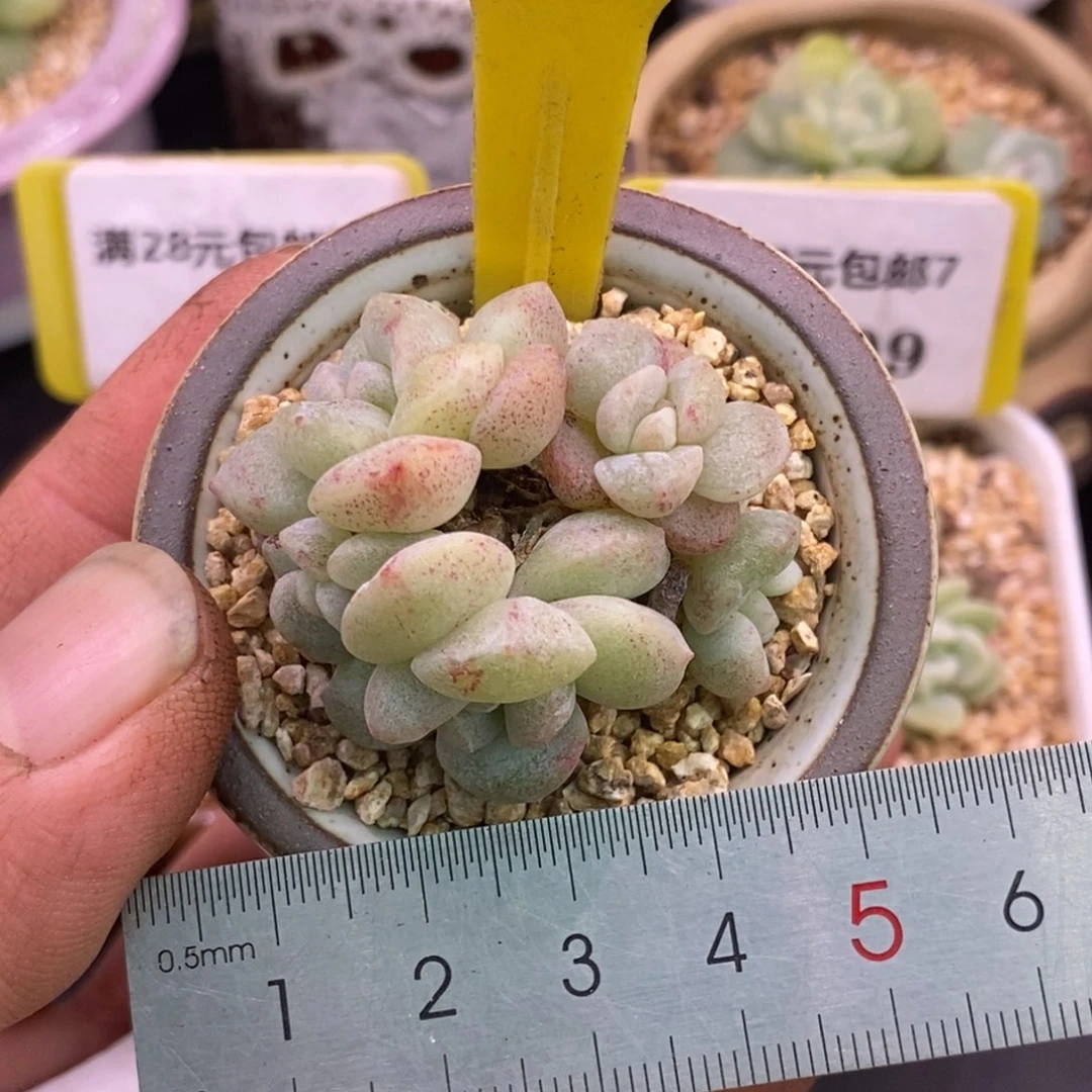 7111小脸老桩冰玉石化5头趴地