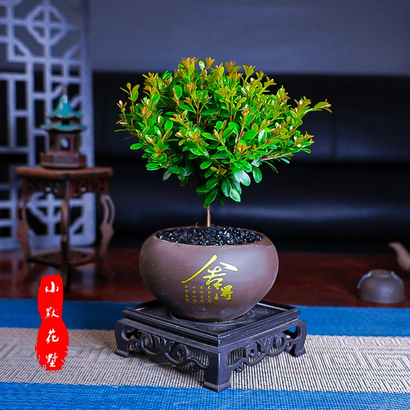 小叶赤楠盆景盆栽东方美学中式意境室内客厅茶桌办公室好养