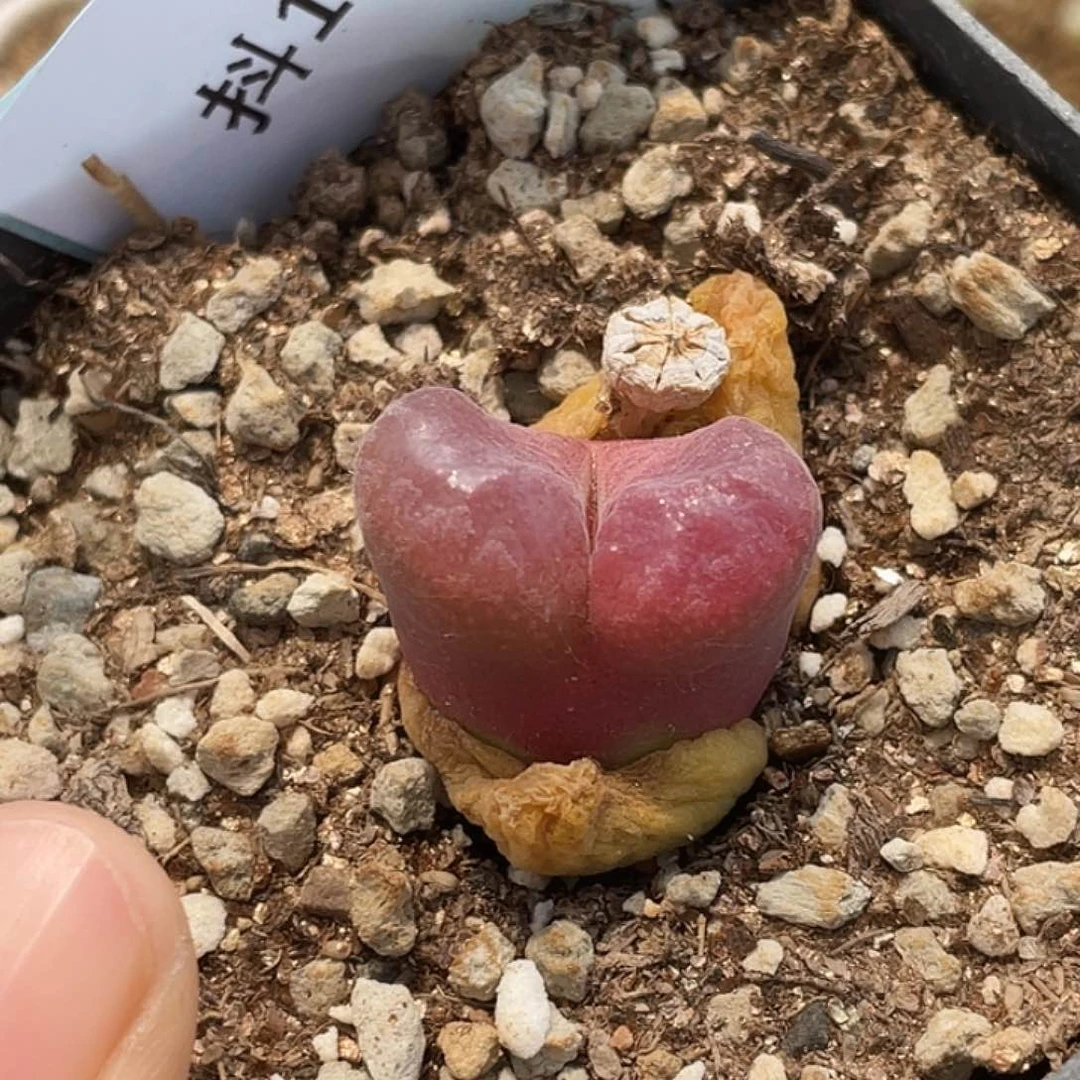 11-49混合编号风铃肉锥