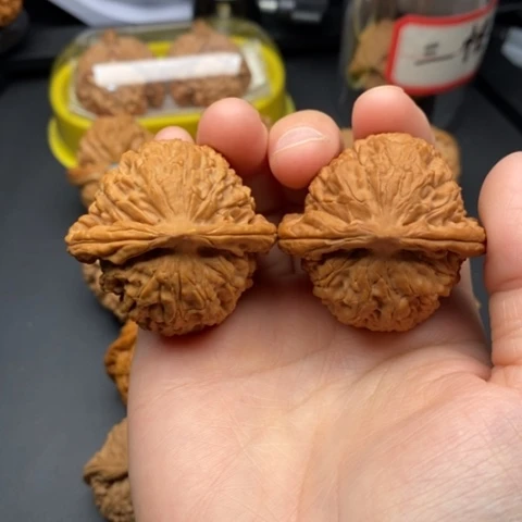 文玩核桃把件42水龙纹