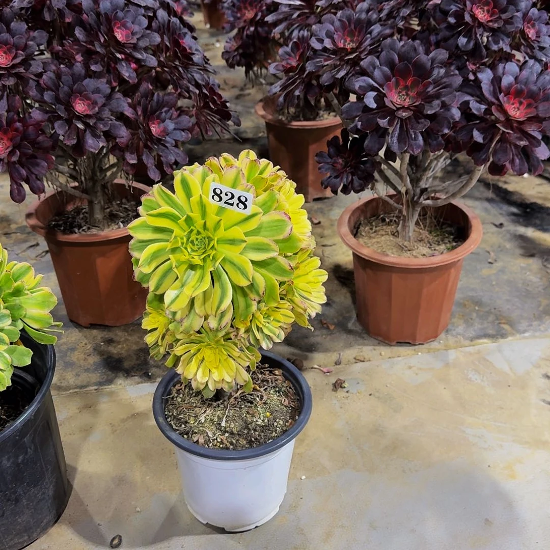 00000828艳日伞多肉植物