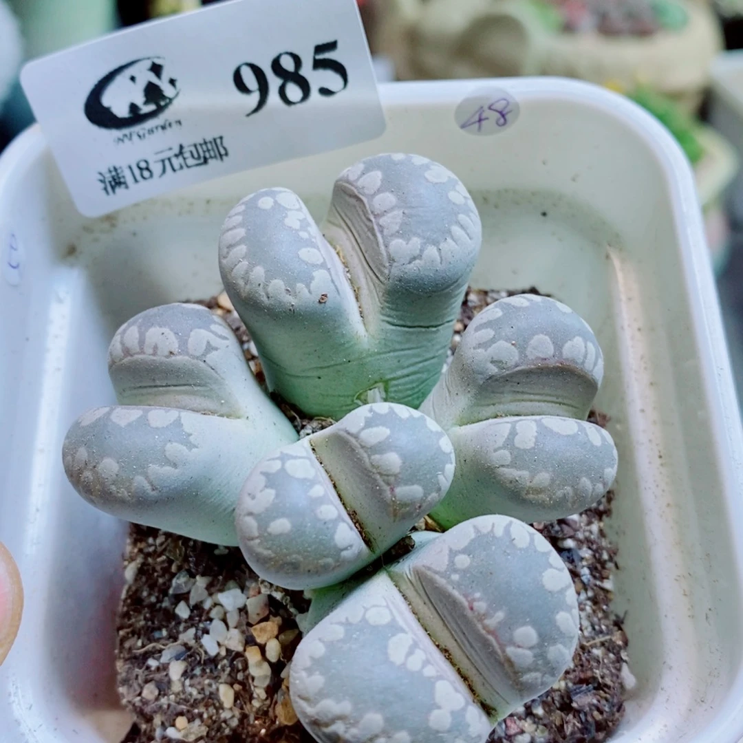 生石花花花花花985