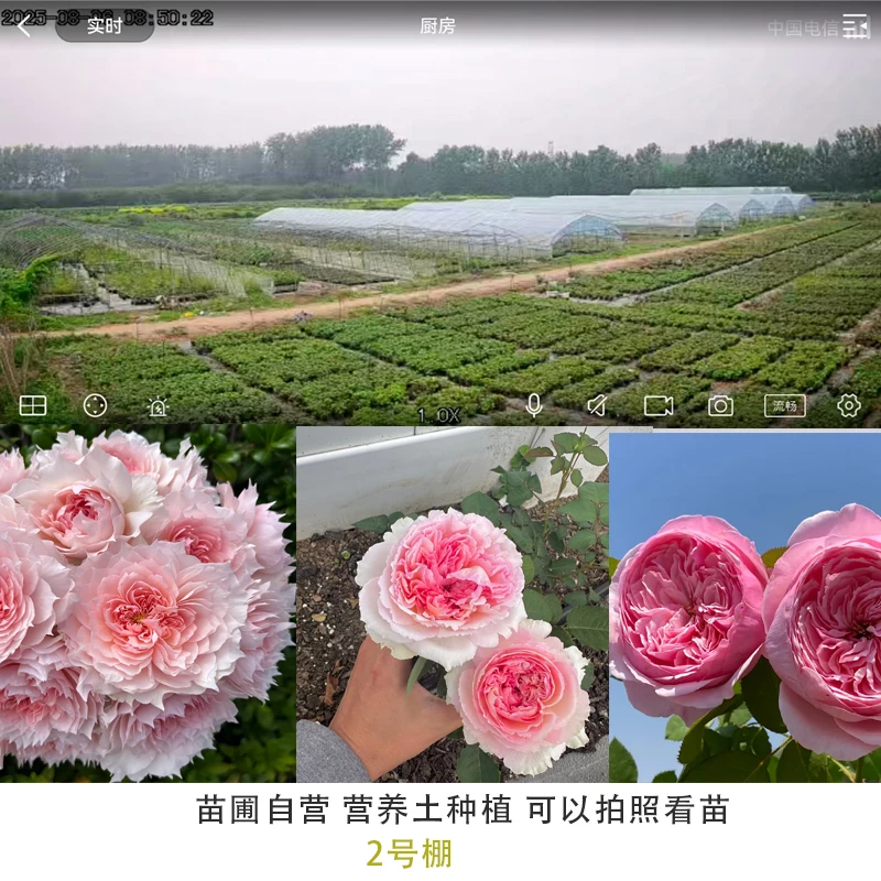 2号棚新品灌木月季品种四季开花玫瑰凯丽百香果桥边之约戴维