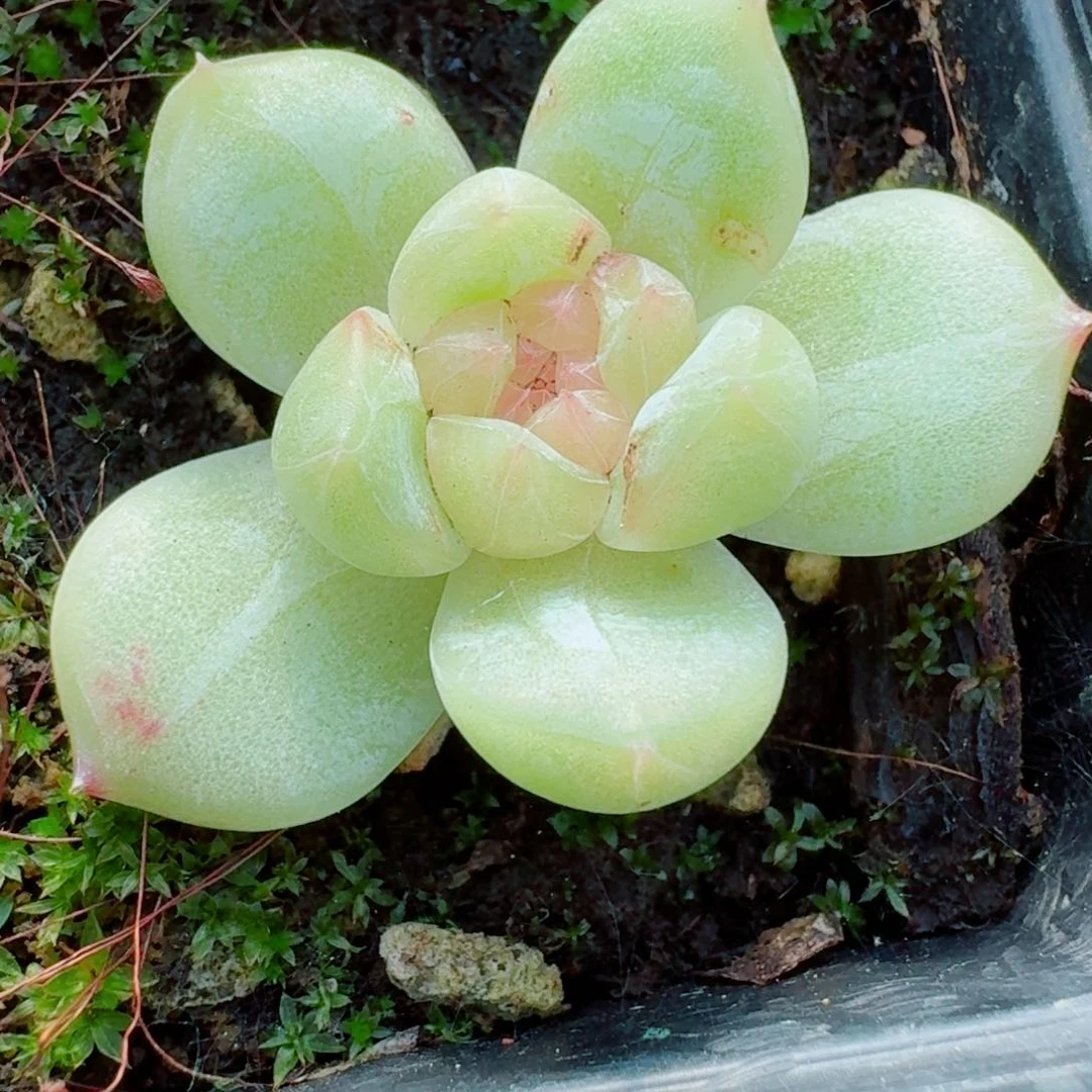 多肉杂交一物一拍30-64