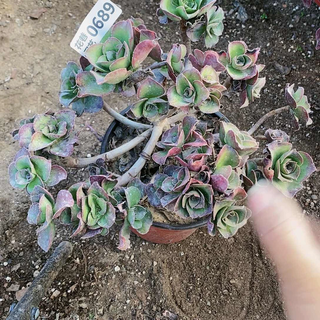 689号荷花红富士多肉植物