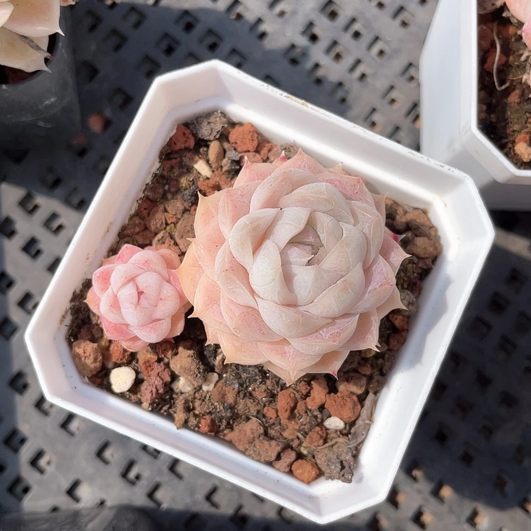 优选女王精品407