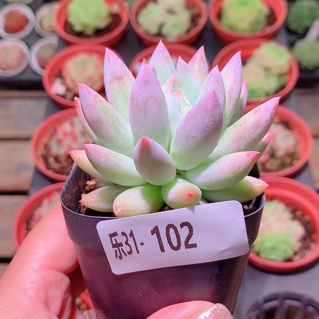 乐然31-102 奶瓶单头