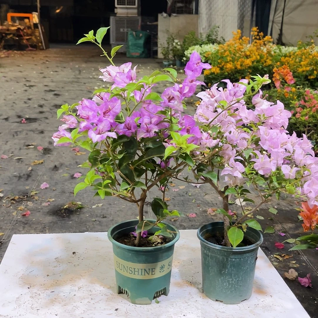 大部分花苞少量开放雪紫2颗，苹果花