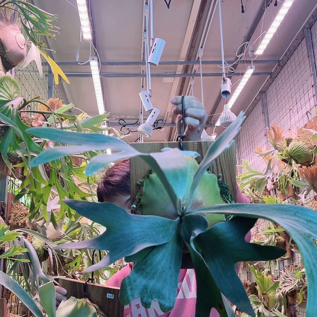 无花朵斑比a51。