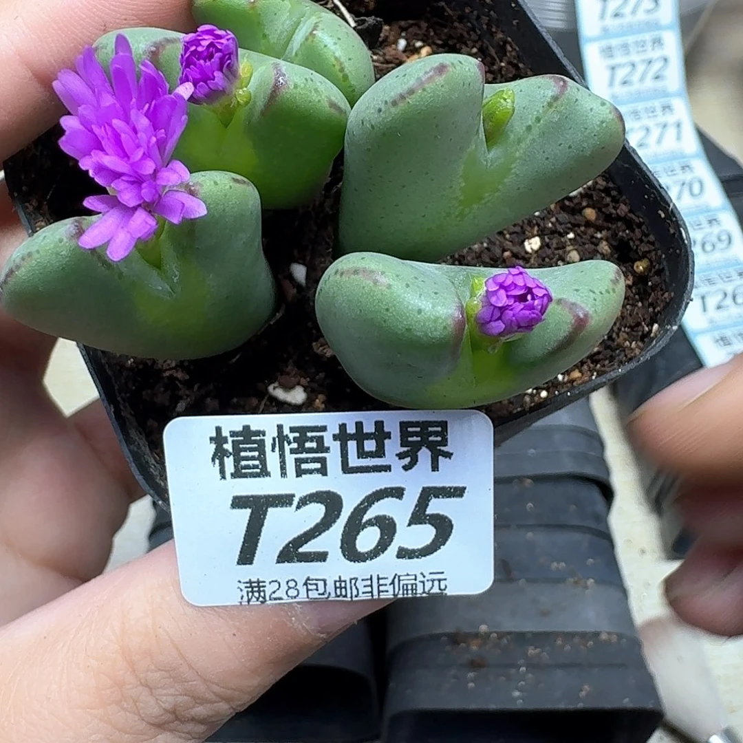 多肉植物的润泽fgb