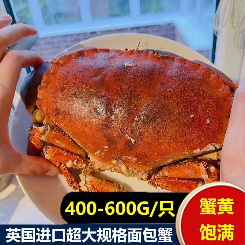 面包蟹熟冻新鲜鲜活特大超大珍宝蟹生冻熟食梭子蟹海鲜水产大螃蟹