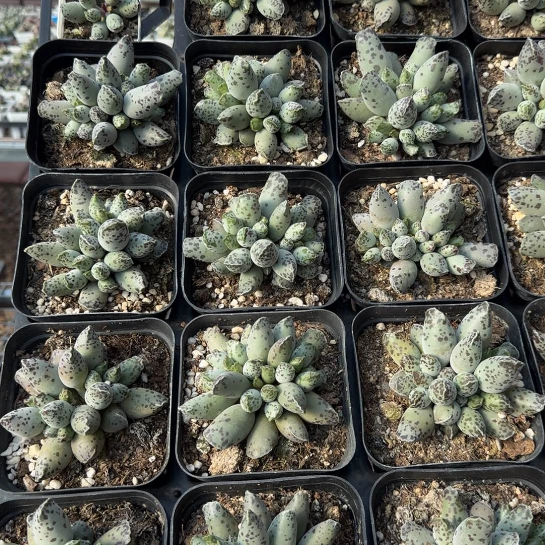 单颗白肌海豹量拍