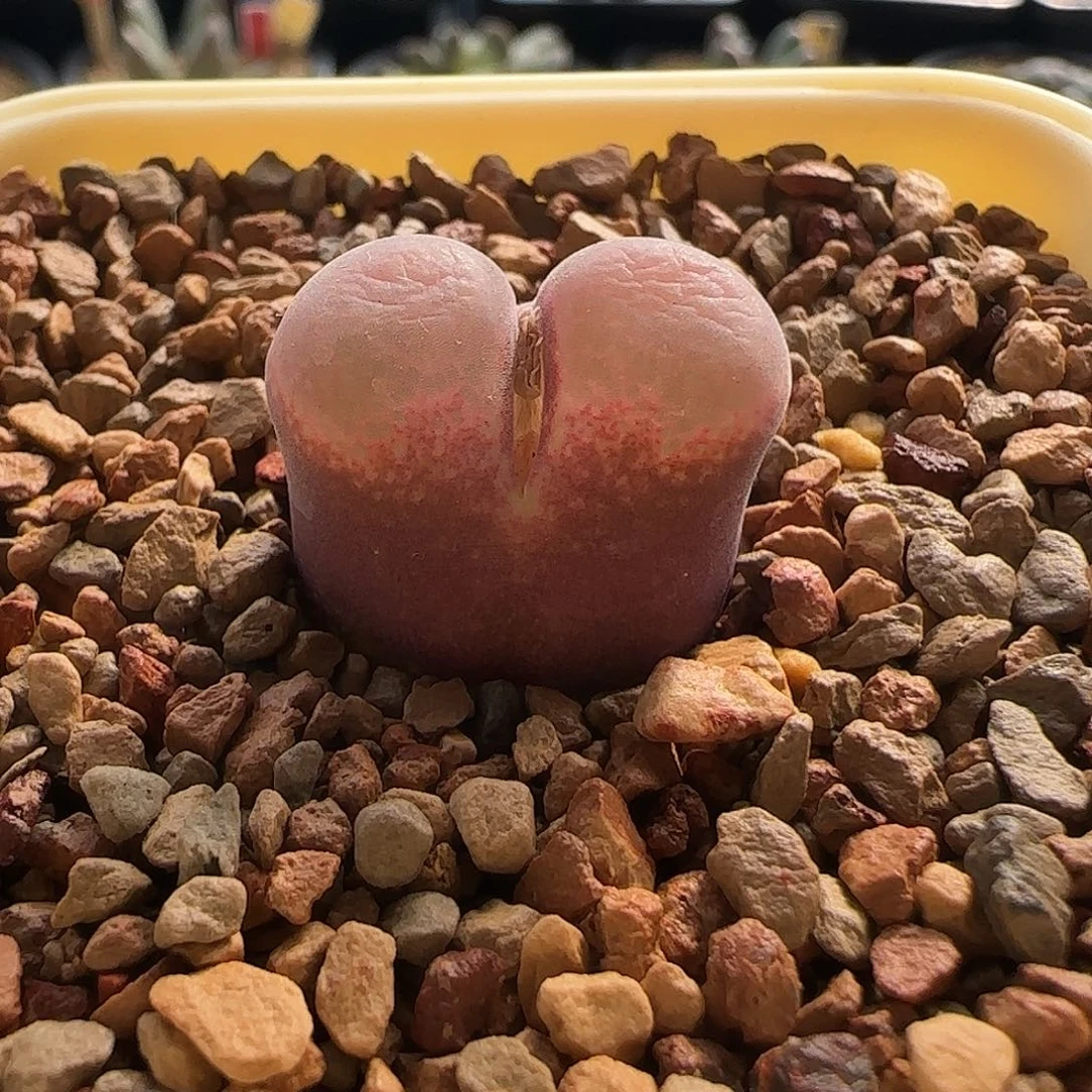 无花朵粉红矮胖风铃