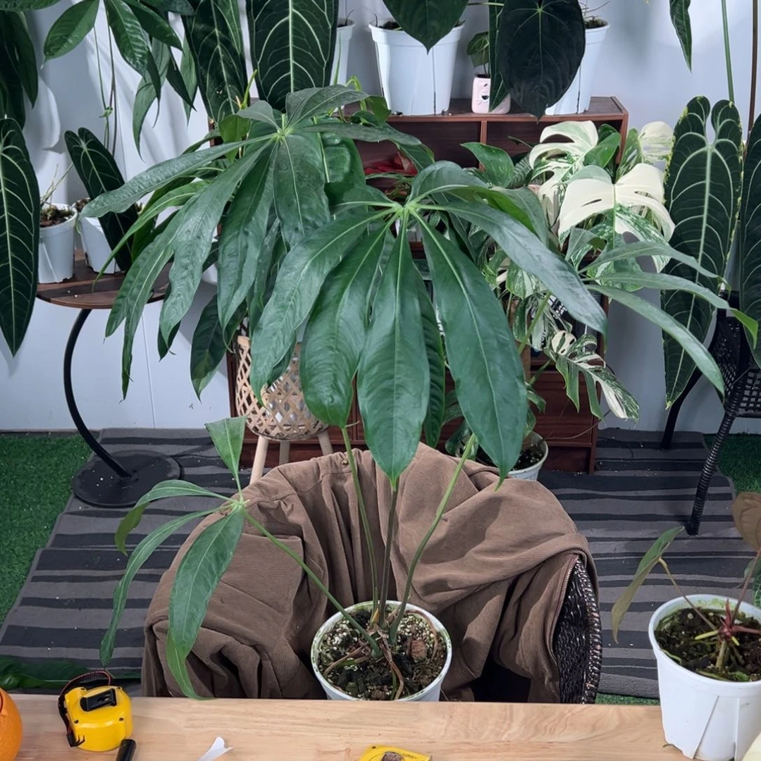 完全开放原种伞叶huazhu