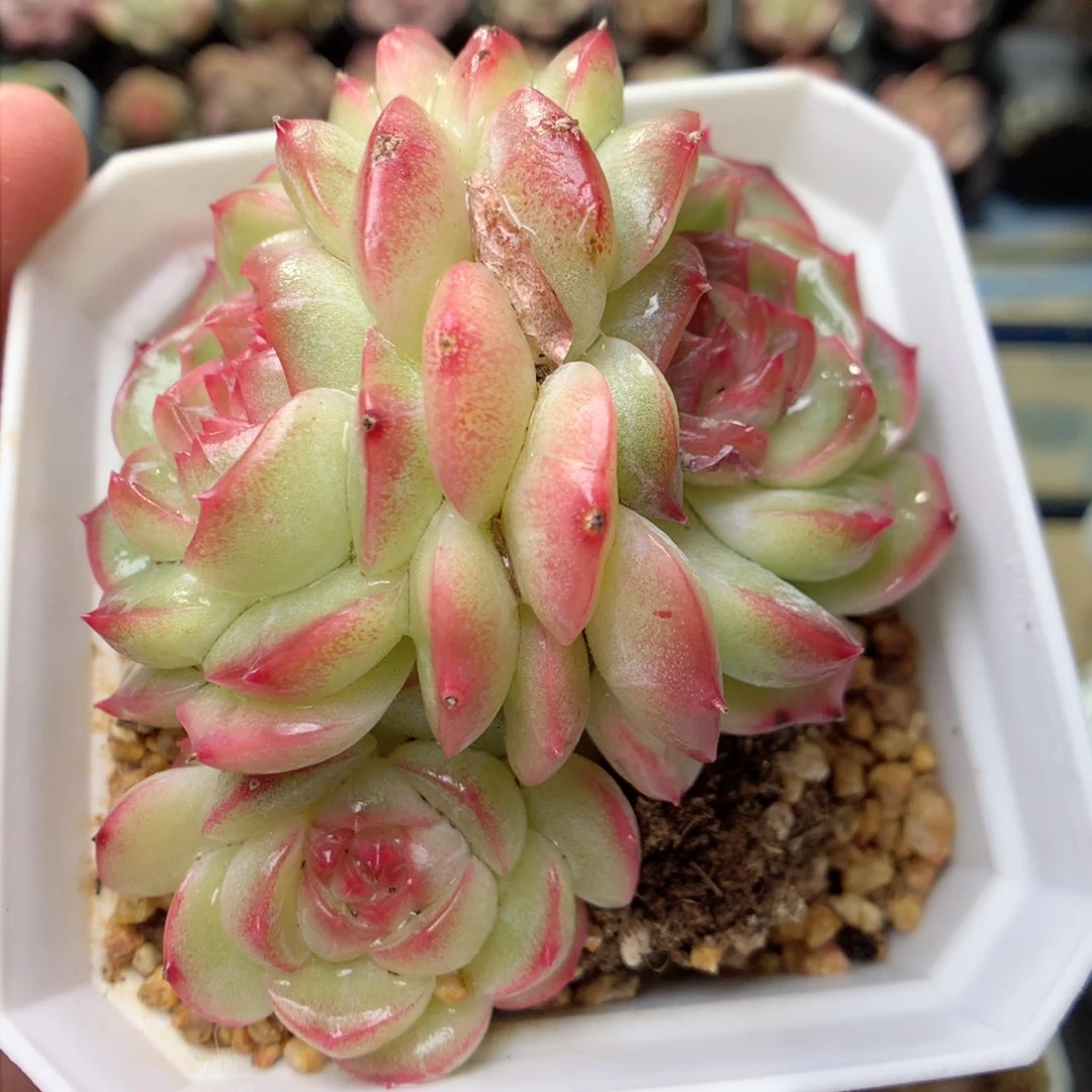 F134琴心，柿子多肉20包邮两天凑单