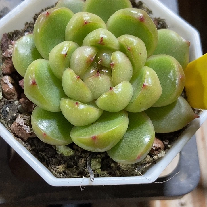 多肉植物来啦珍妮930