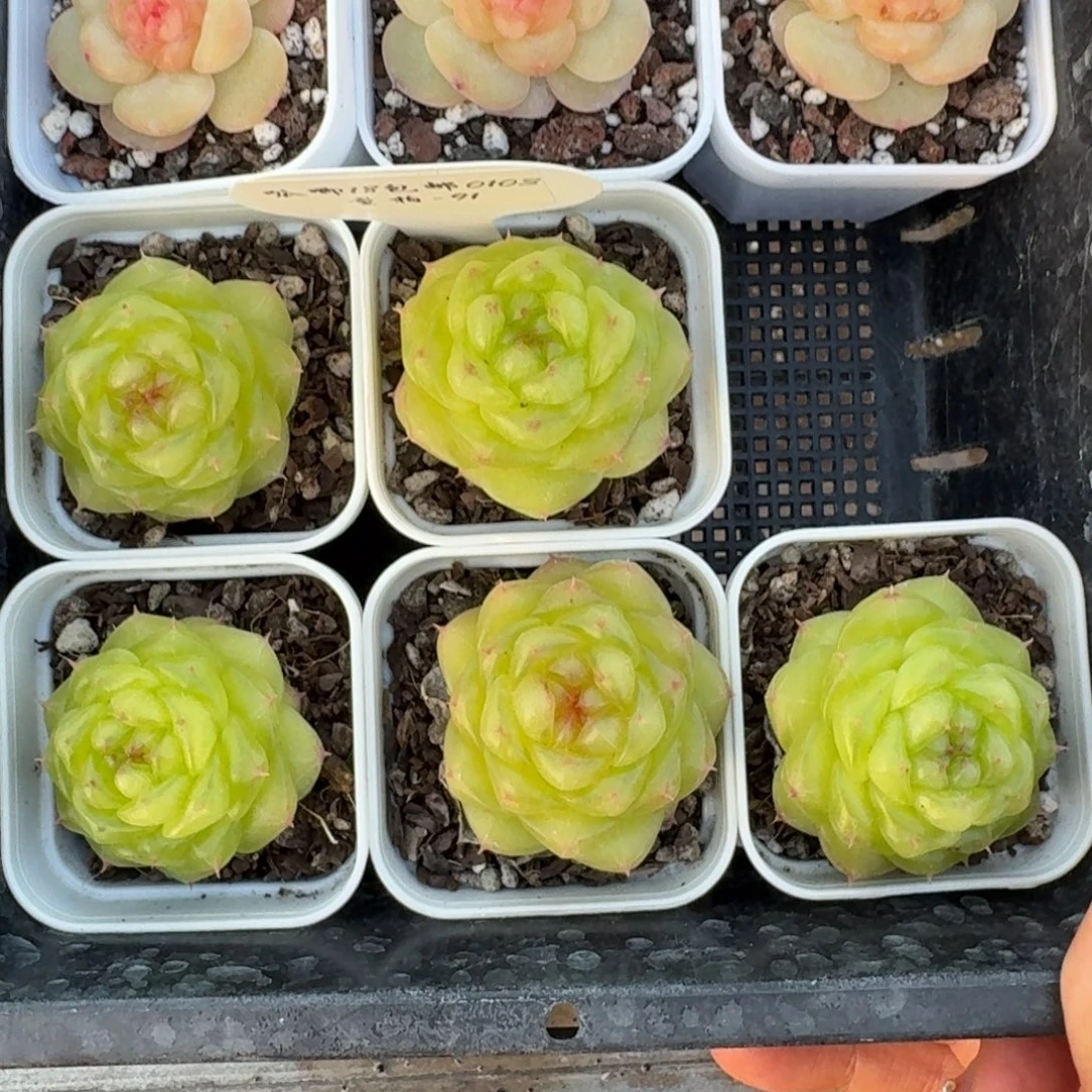 0103-091-无双珍妮一颗量拍