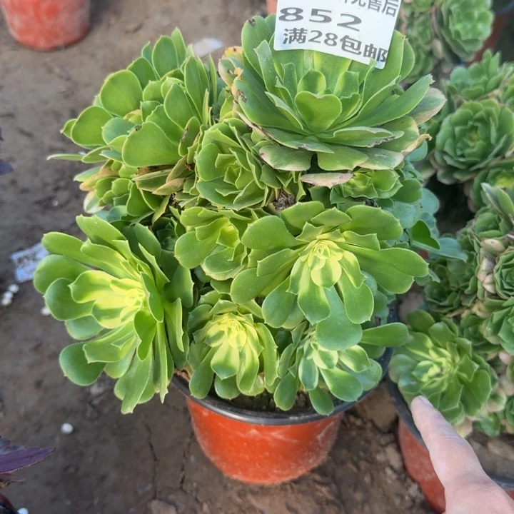 852二号棚辛尼亚B