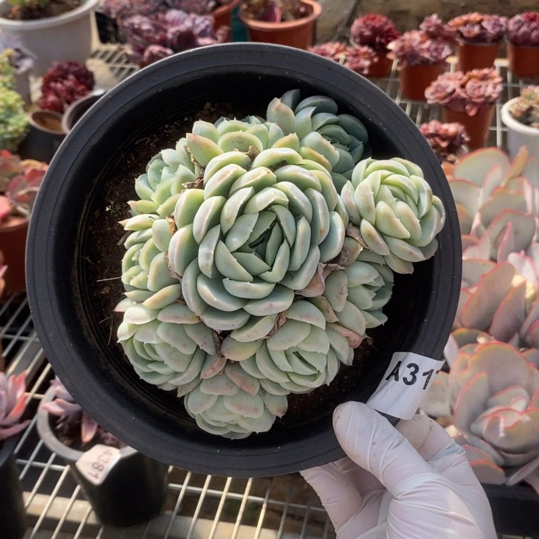 5416西娜多头一物一拍