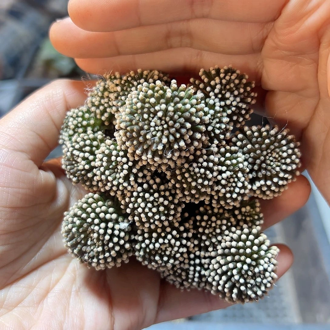 松针牡丹无根7公分