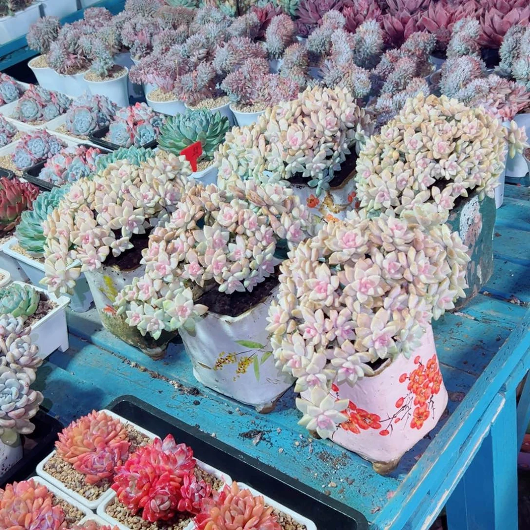 精品多肉植物老桩随机发一棵裸根淡雪缀泡沫发货