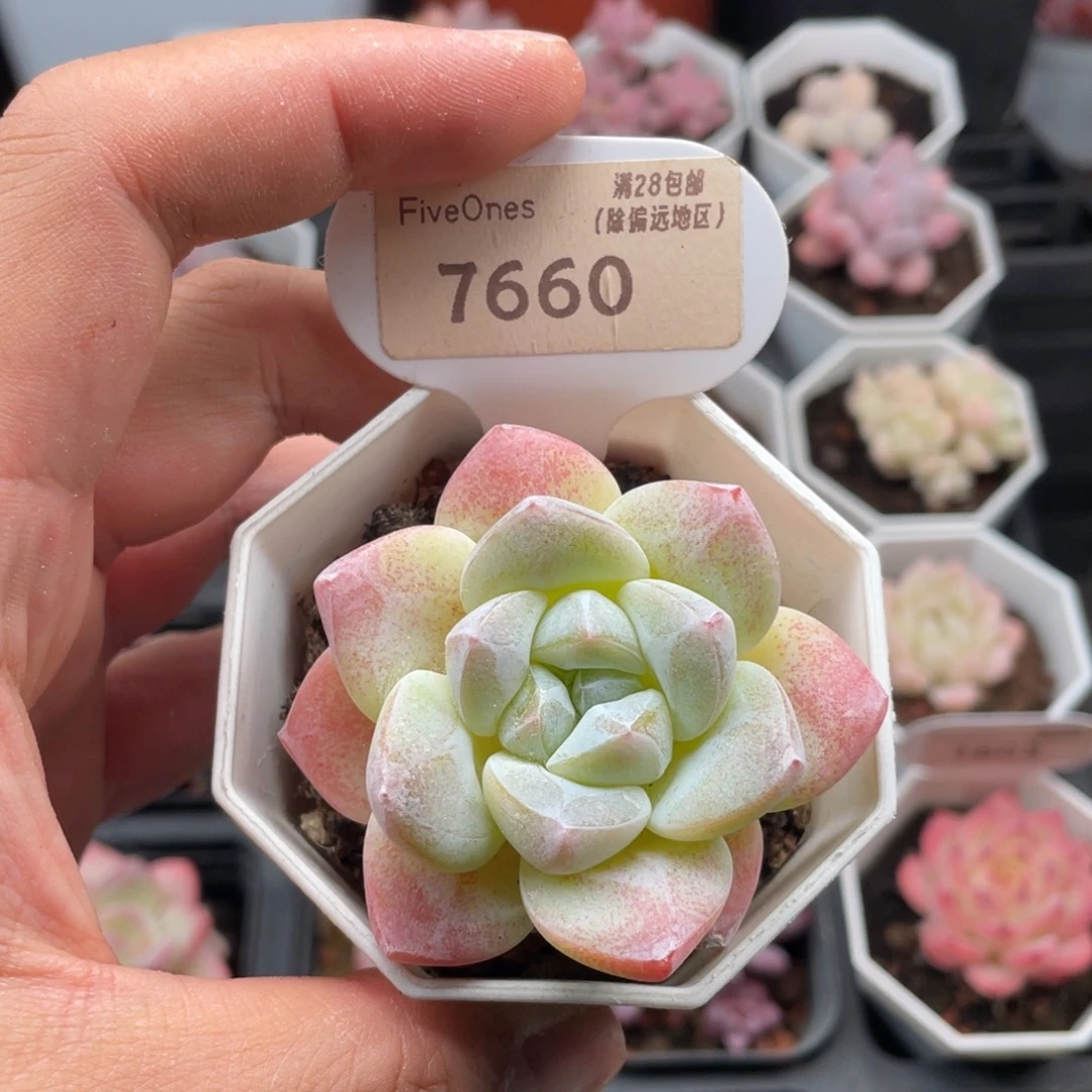 冰玉7660-6.0厘米