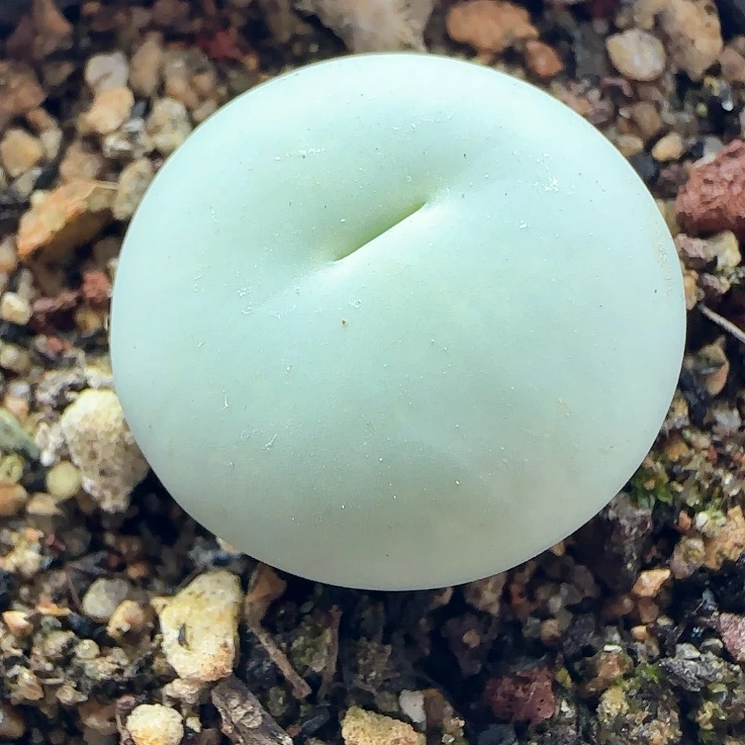 脱土年后发货24643