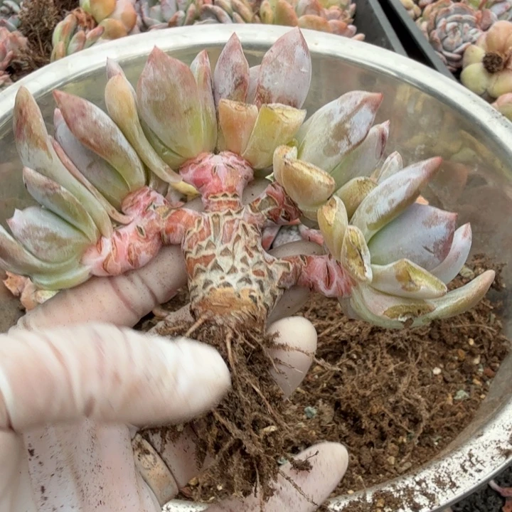 用***8石榴紫小朵朵树精品包邮