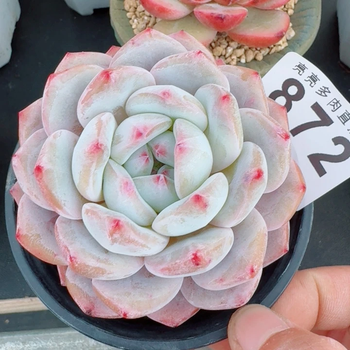 星影           精美多肉