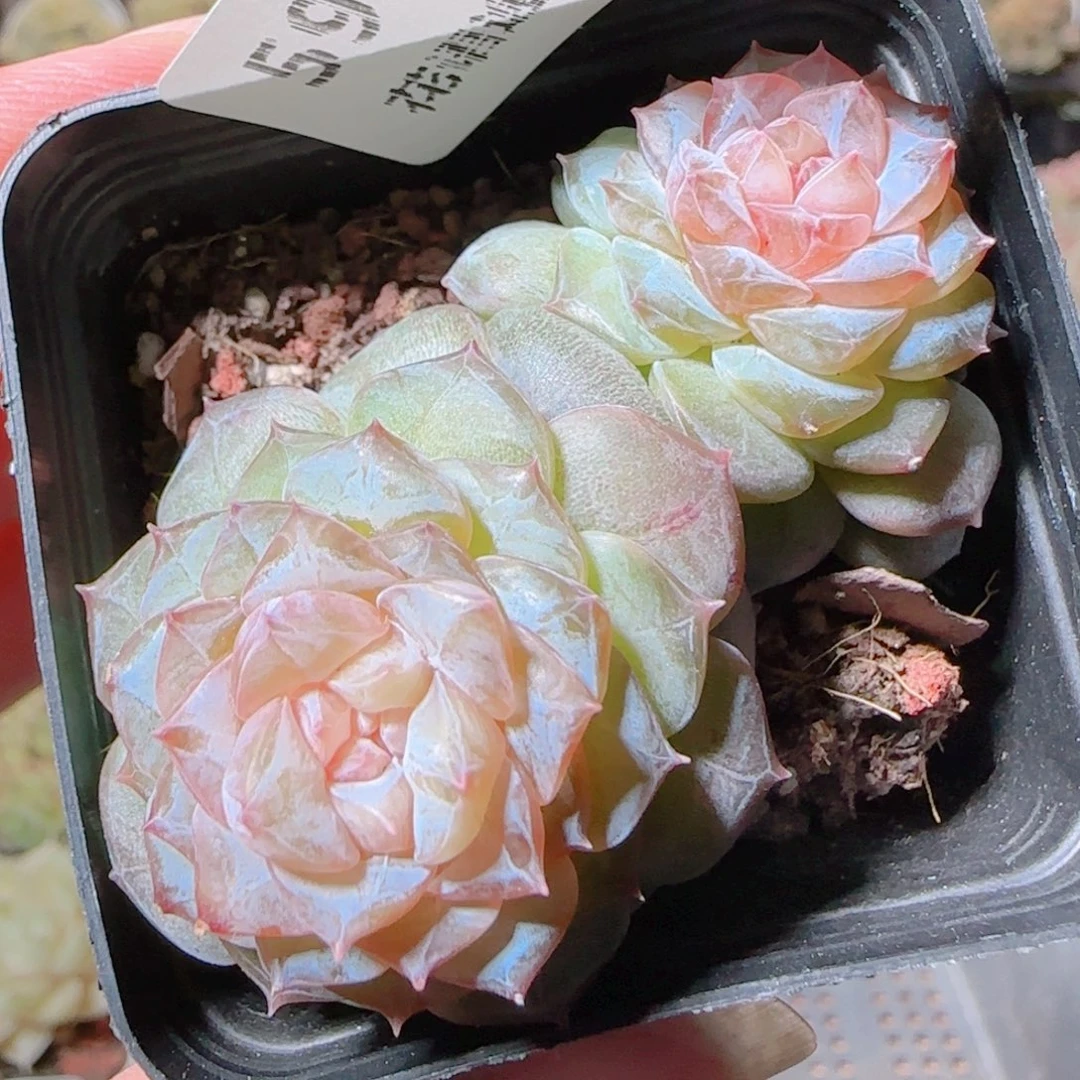 花语逸镜1116-595溏心珍妮