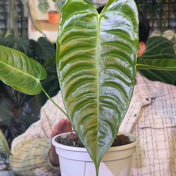 完全开放B65火鹤王