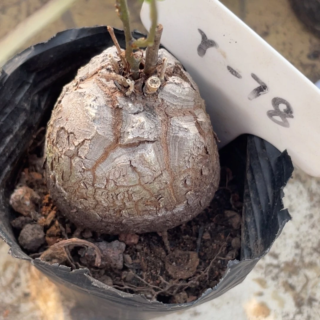 月***影高球体，龟甲龙，一物一拍