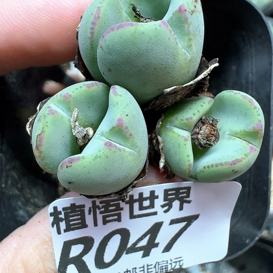 多肉植物的润泽额f