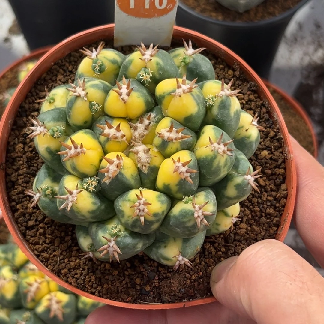 110短豪刺象牙锦带盆带土