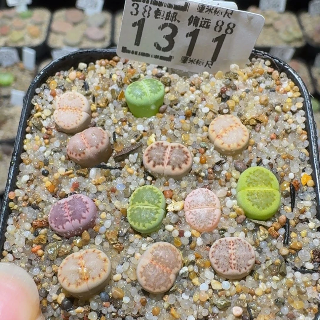 Sssss精品生石花1311