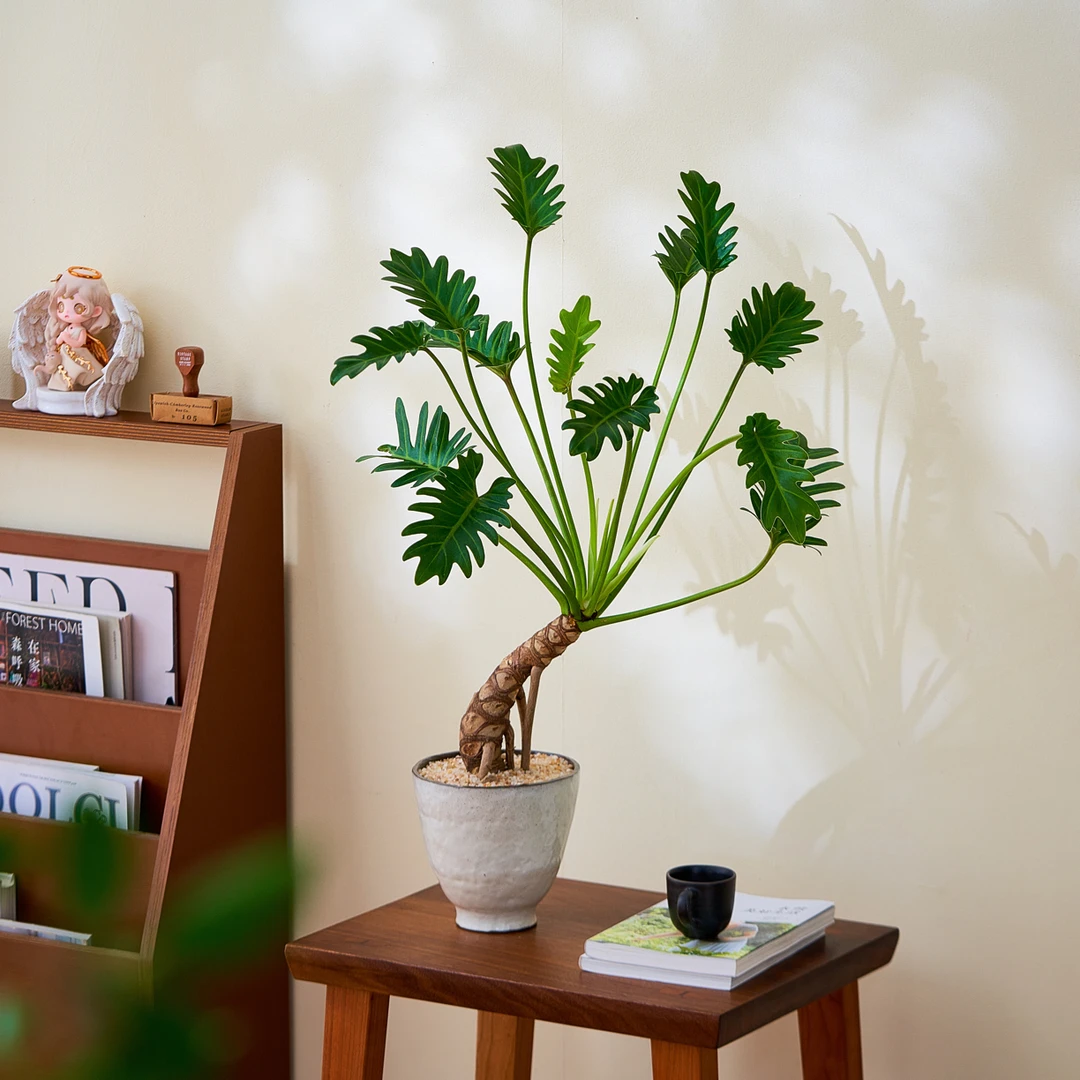 老桩龙鳞小天使海芋盆栽室内外均可种植净化空气好养易活绿植
